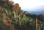 Blick von Spazierweg in Richtung Fährehafen